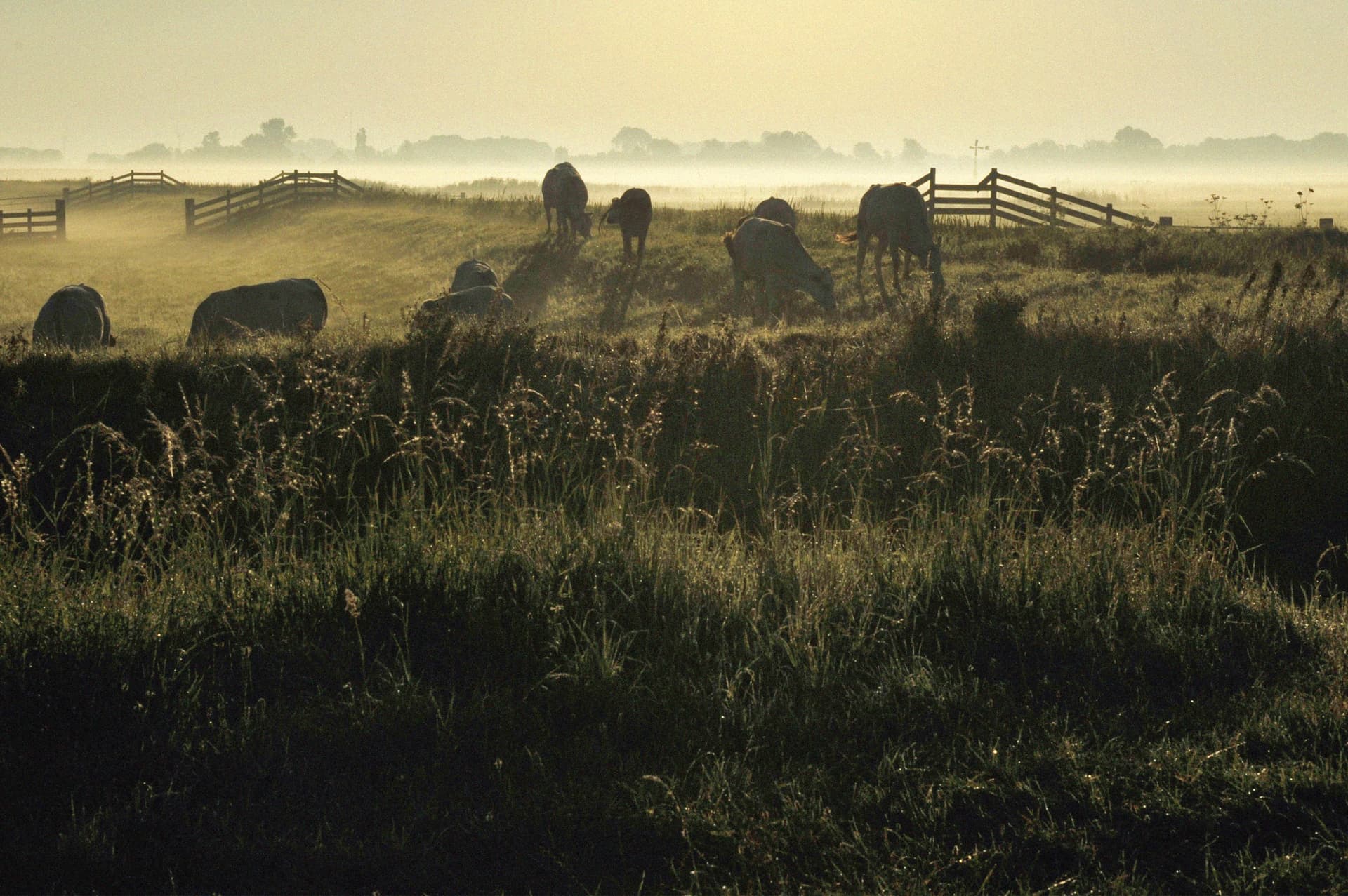 Banscheiding tussen Bergen en Schoorl, Netherlands